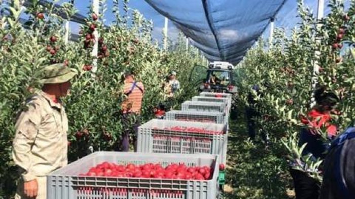 Геннадий Бекоев:  «Впервые Южная Осетия вывезла яблоки на экспорт»