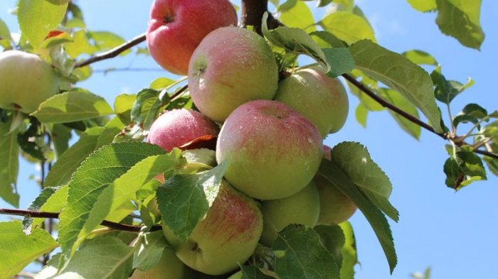 Районы республики получат яблоневые саженцы